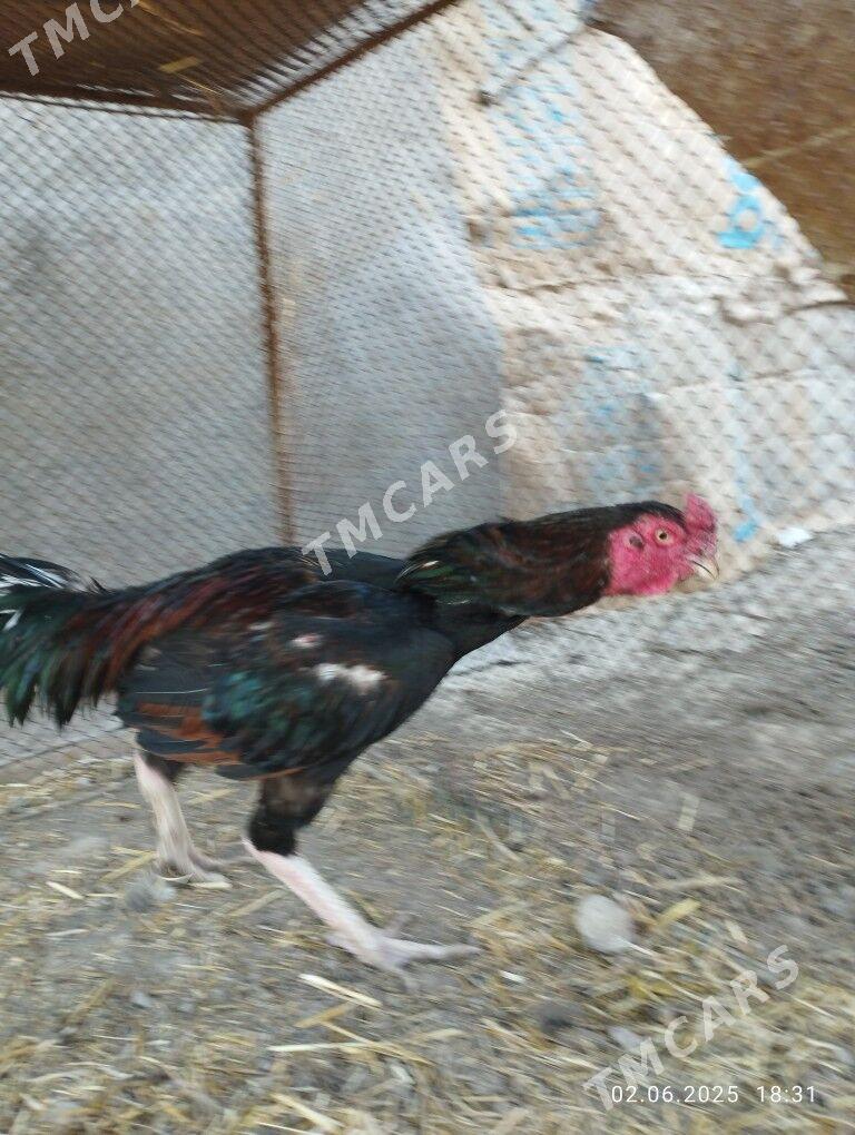 Baysow horaz - Çärjew - img 2