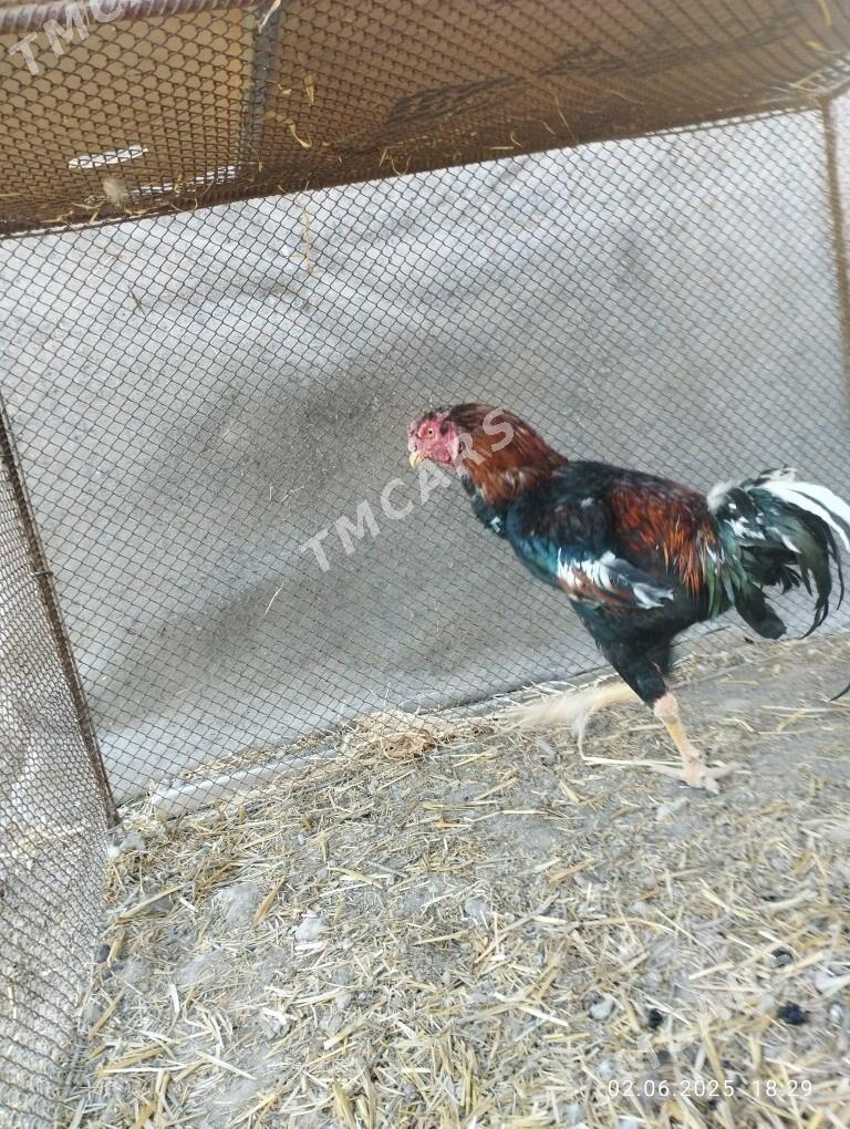 Baysow horaz - Çärjew - img 3