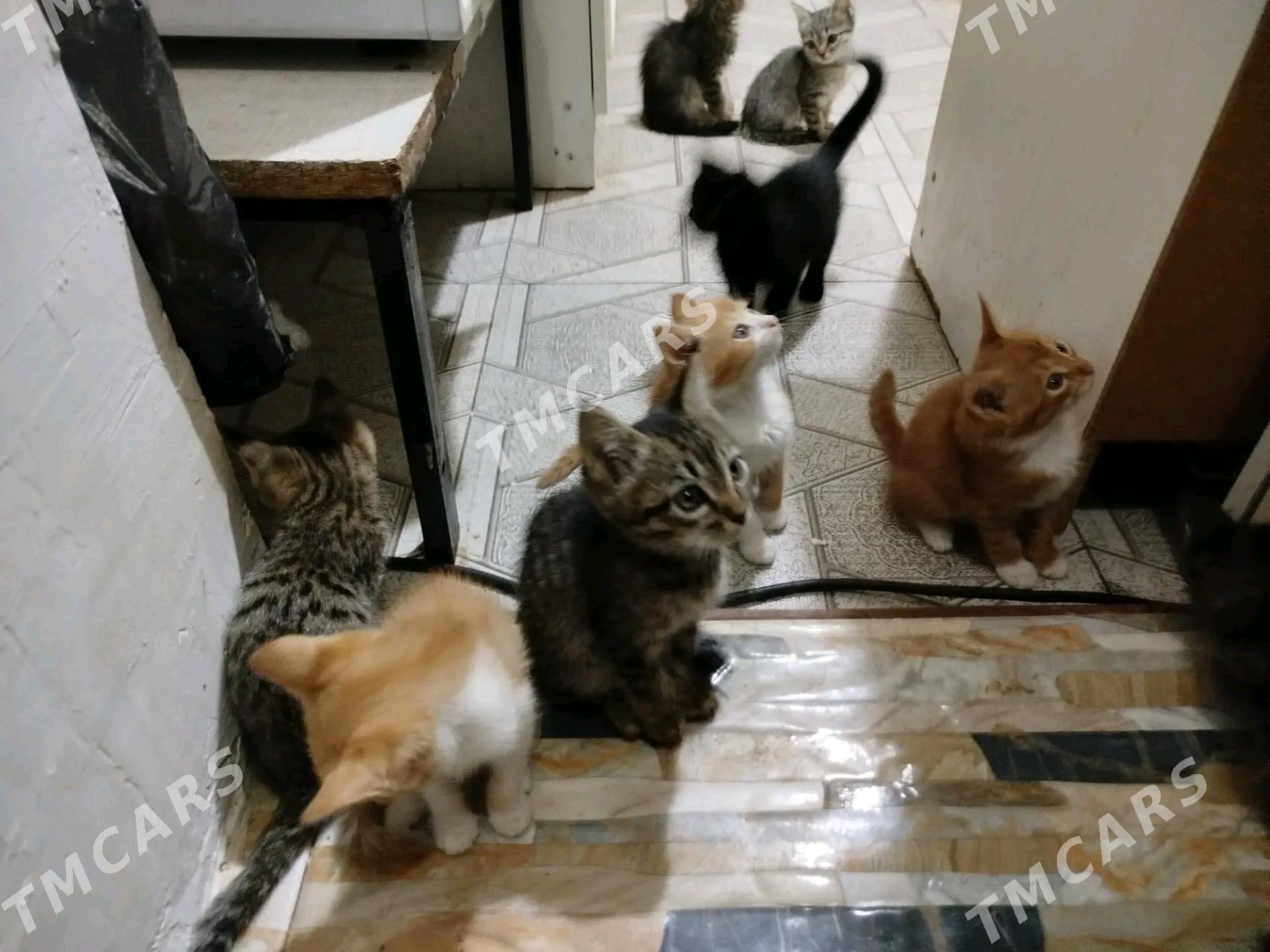 Бесплатно котята котята - Туркменабат - img 2