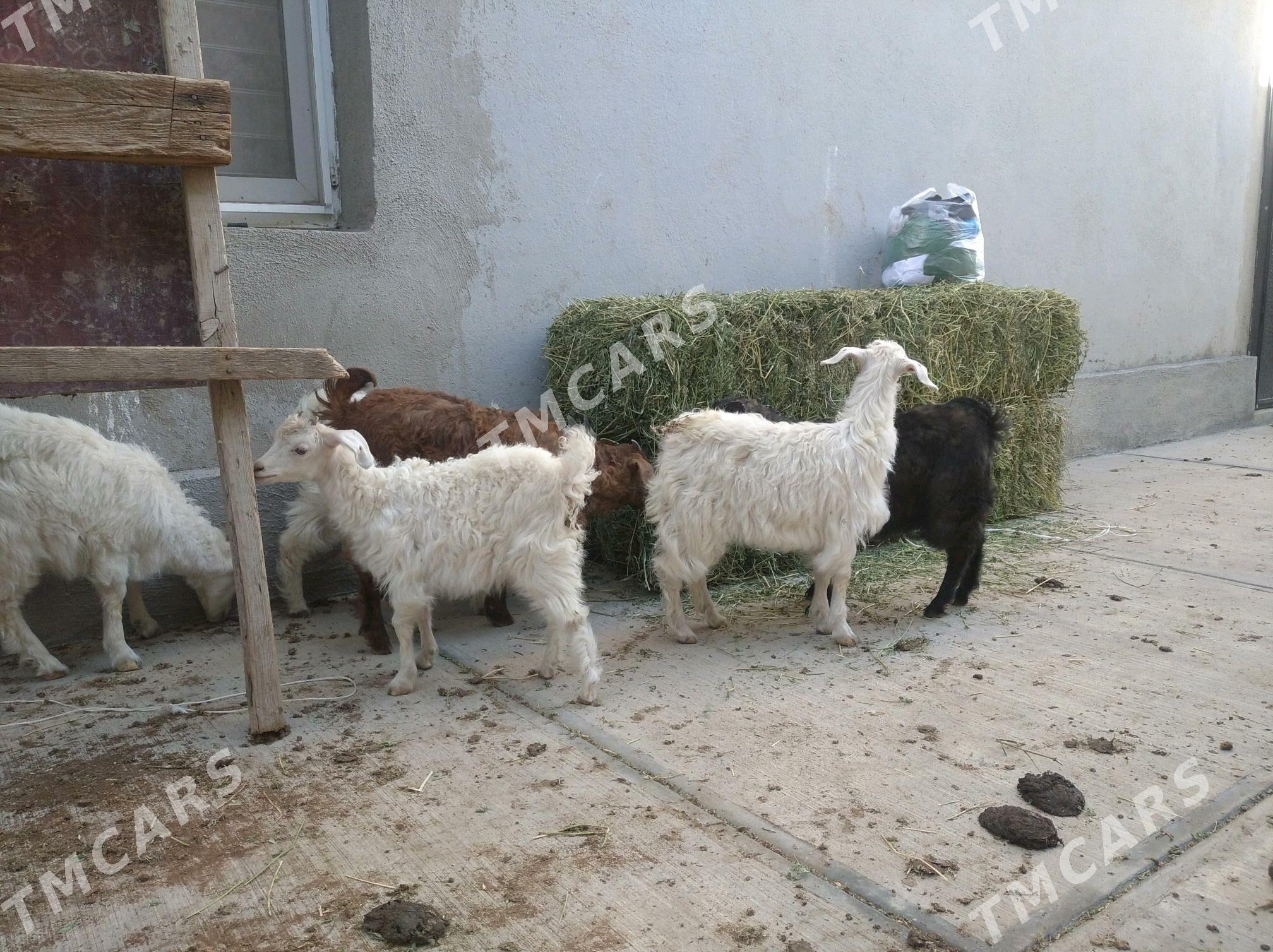 ak çebiş - Çoganly - img 2