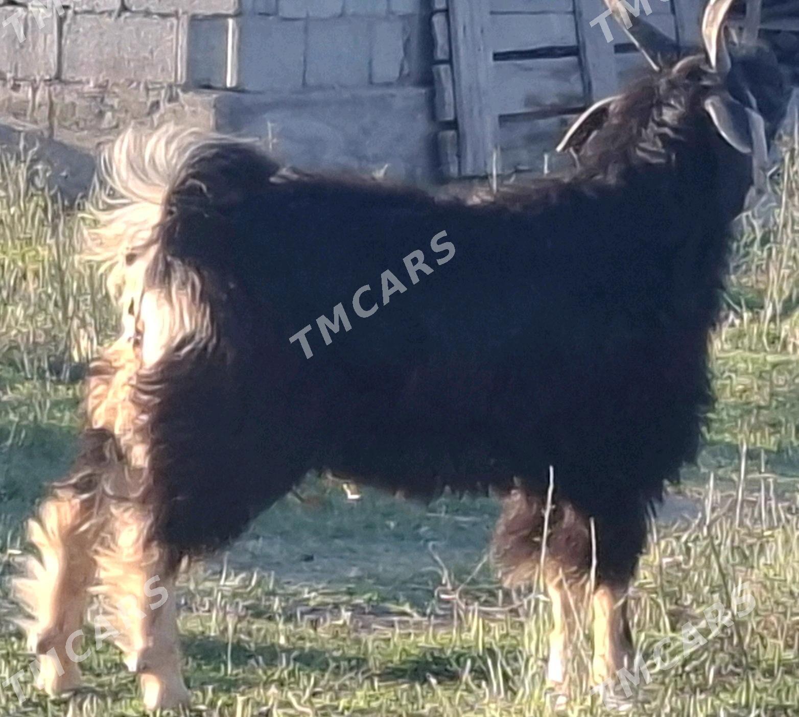 uly dog  cewisler - Гёкдепе - img 2