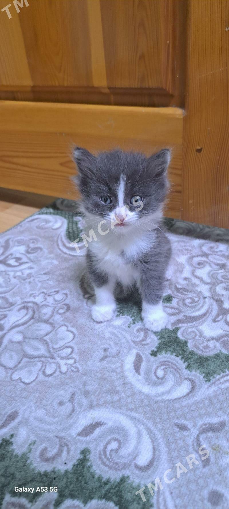 котята в добрые руки - Ашхабад - img 4