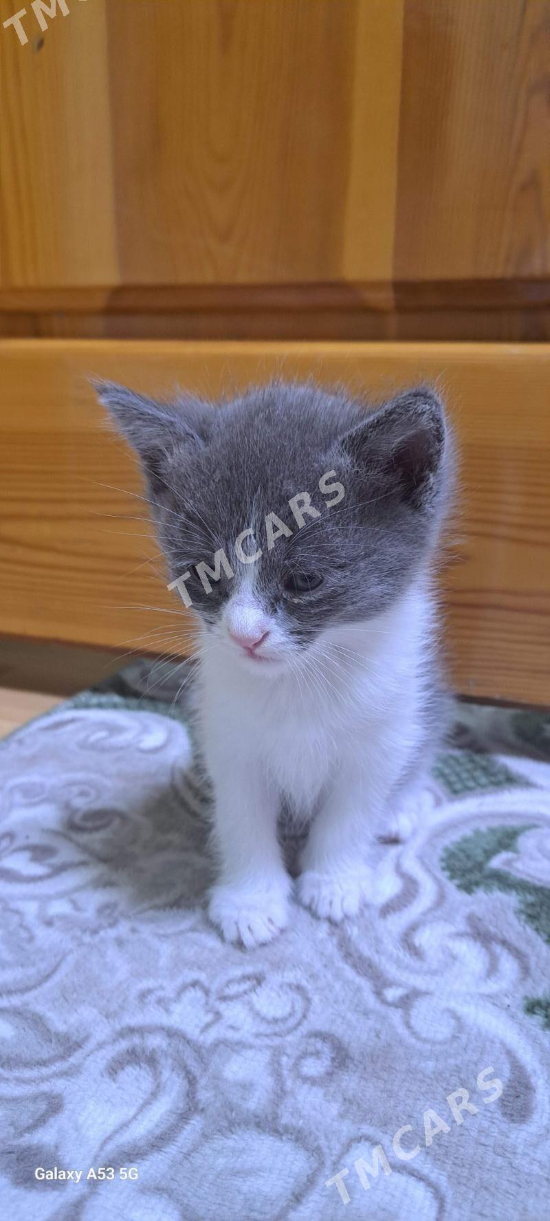 котята в добрые руки - Ашхабад - img 2