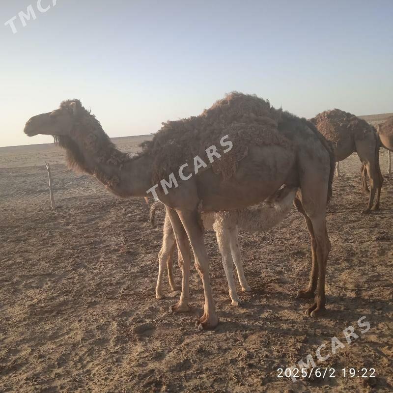 Düýe - Берекет - img 2
