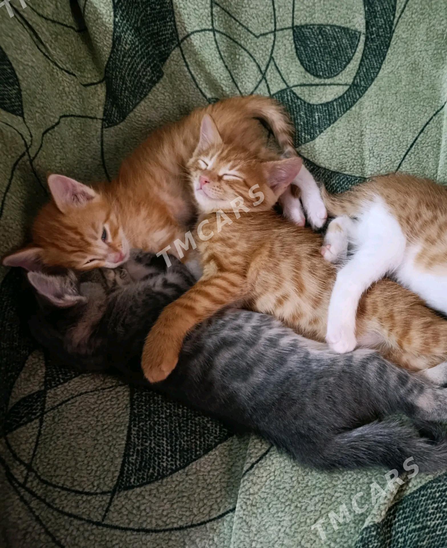 котята в добрые руки - Mary - img 2