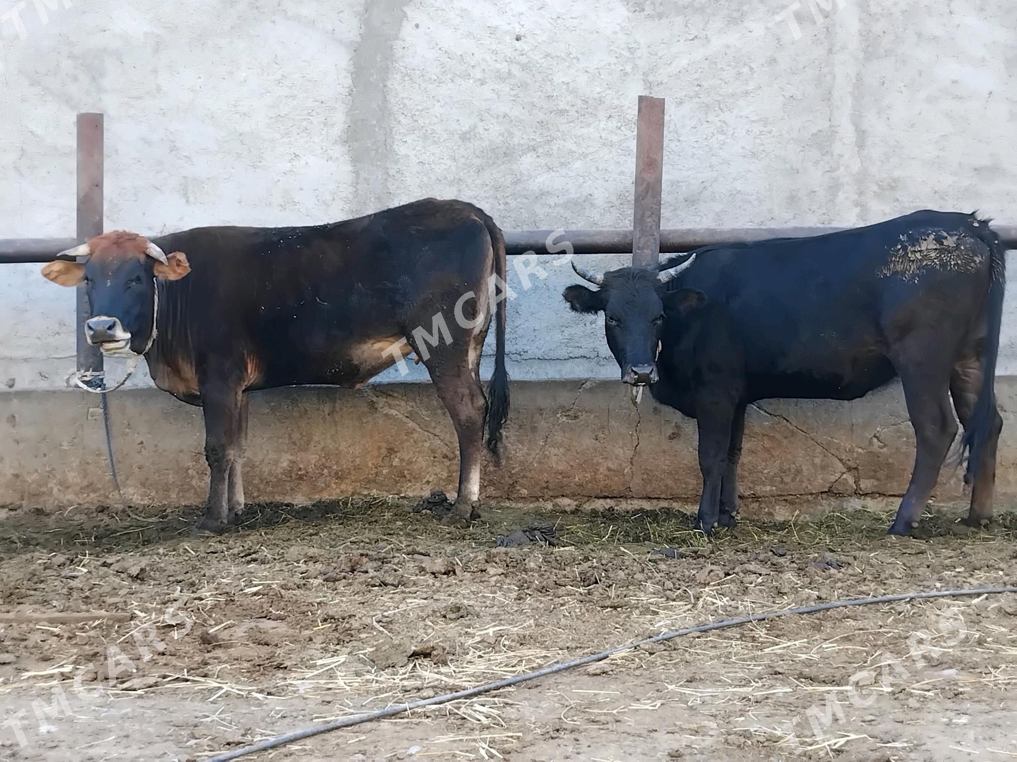 TUWE 2 SANY 2 YASDAN GECEN - Бахарден - img 3