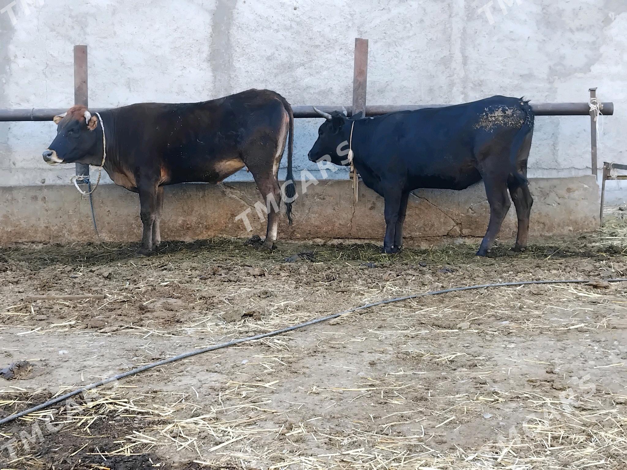 TUWE 2 SANY 2 YASDAN GECEN - Бахарден - img 2