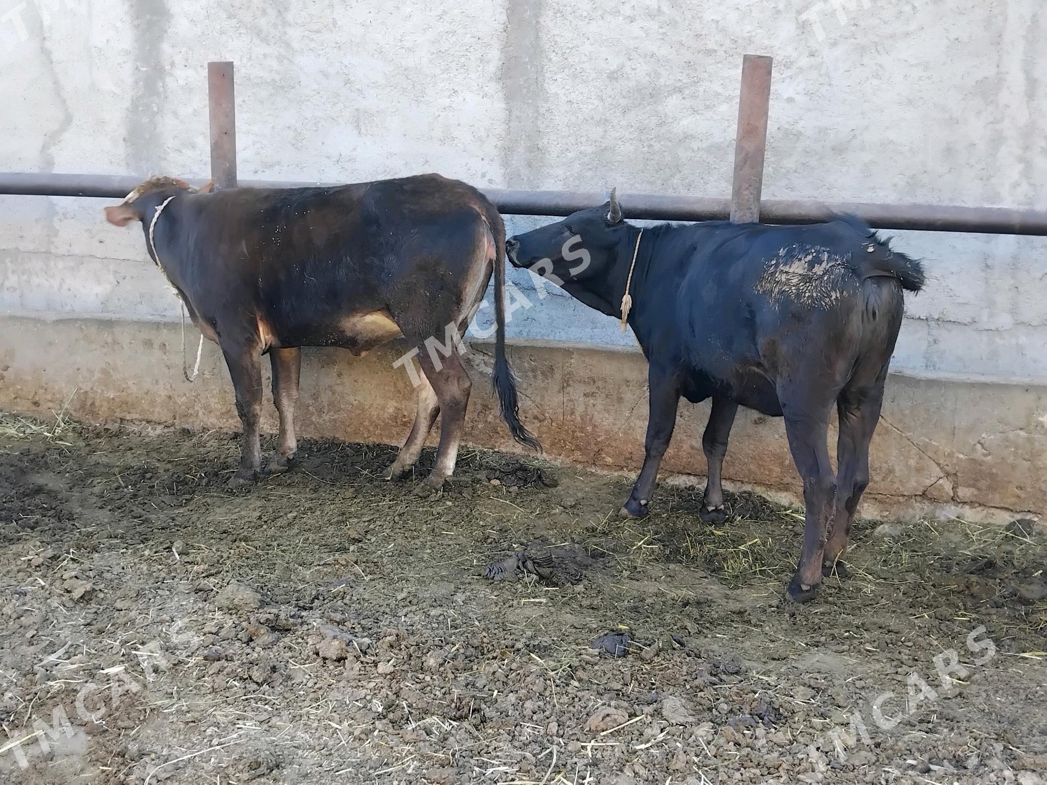 TUWE 2 SANY 2 YASDAN GECEN - Бахарден - img 4