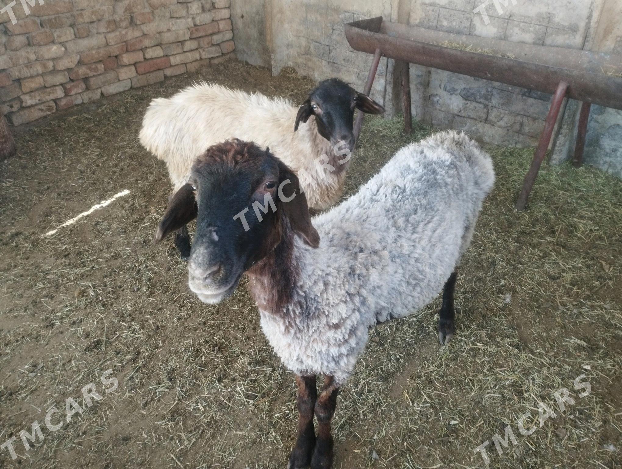 işşek - Анев - img 2