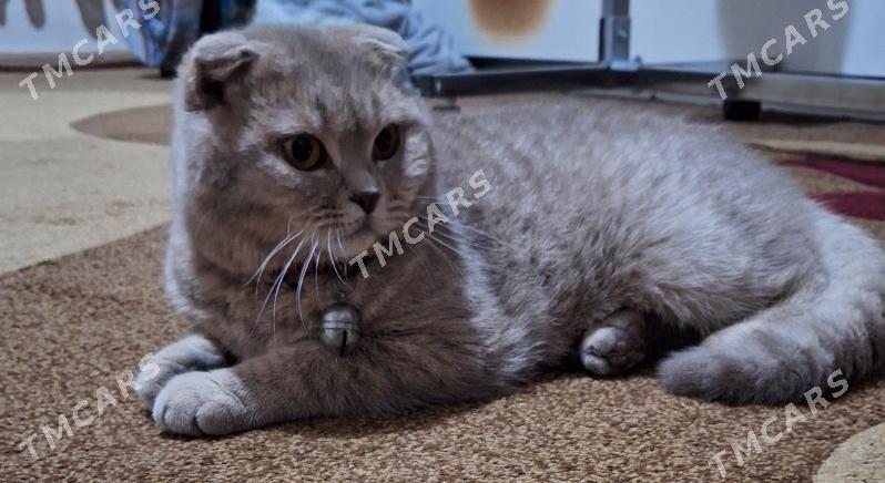 Шотландский вислоухий кот - Чоганлы - img 2