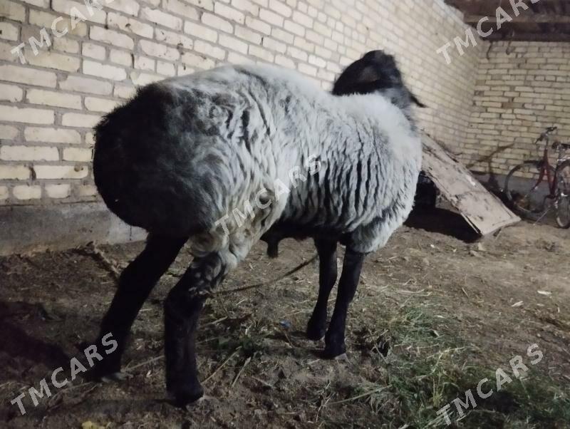 göç - Çärjew - img 2