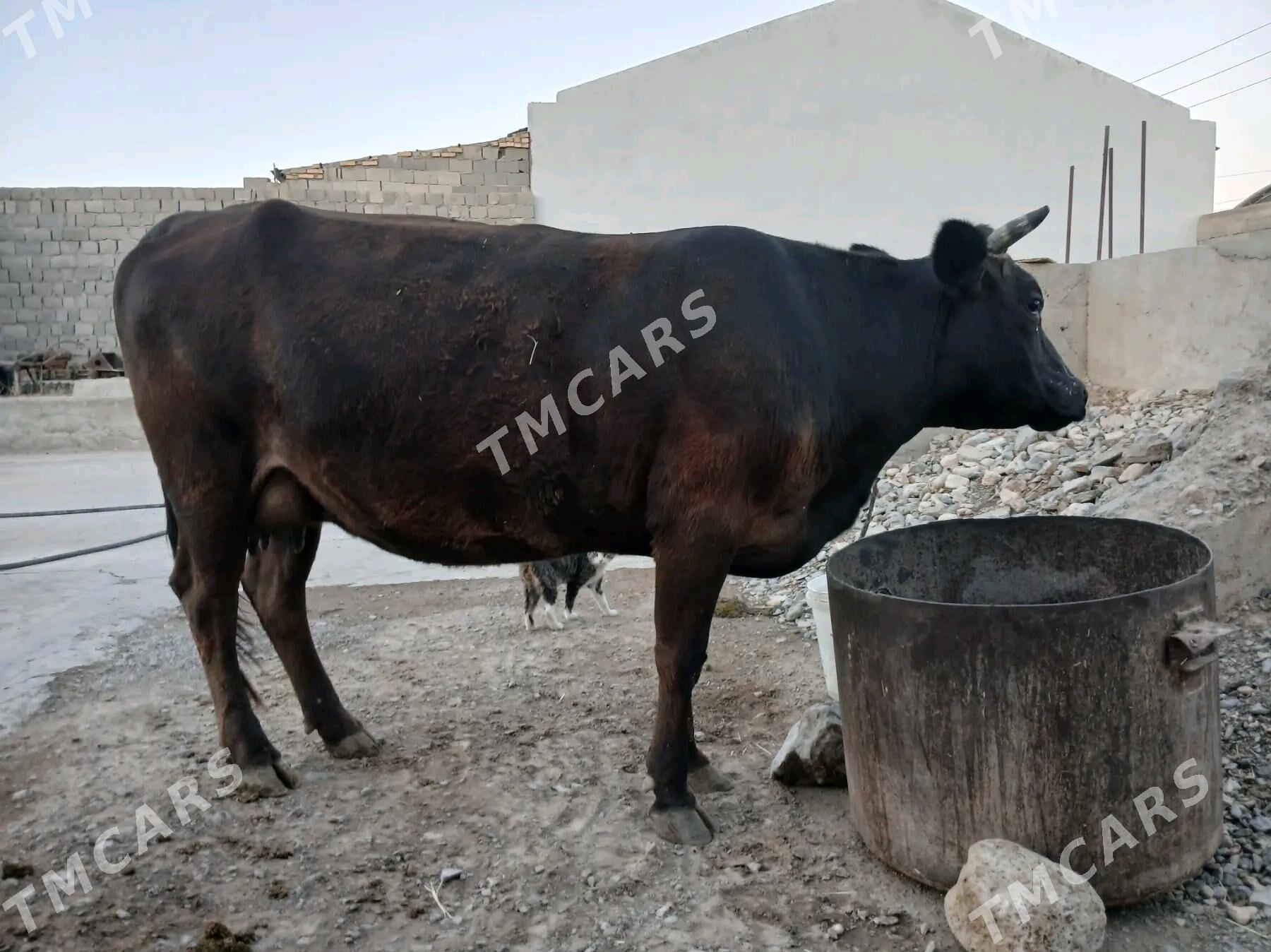 bogaz sygyr - Gyzylarbat - img 2