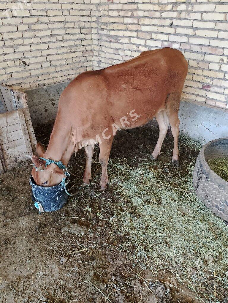 iri mal - Türkmenabat - img 3