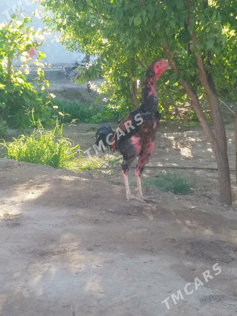 Horoz - Akdepe - img 5