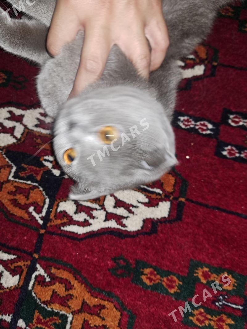 pisikler - Aşgabat - img 3