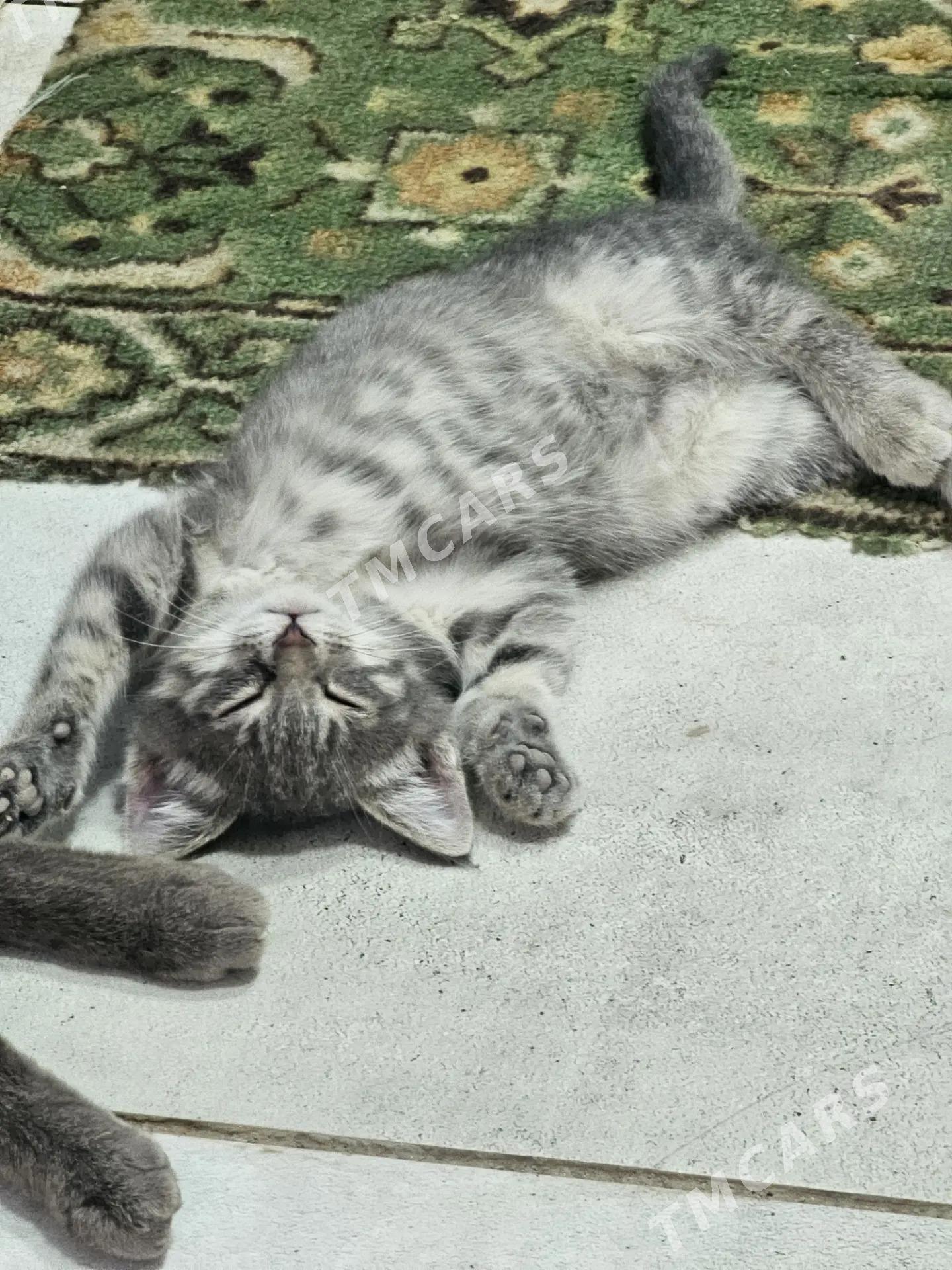 котёнок - Ашхабад - img 1