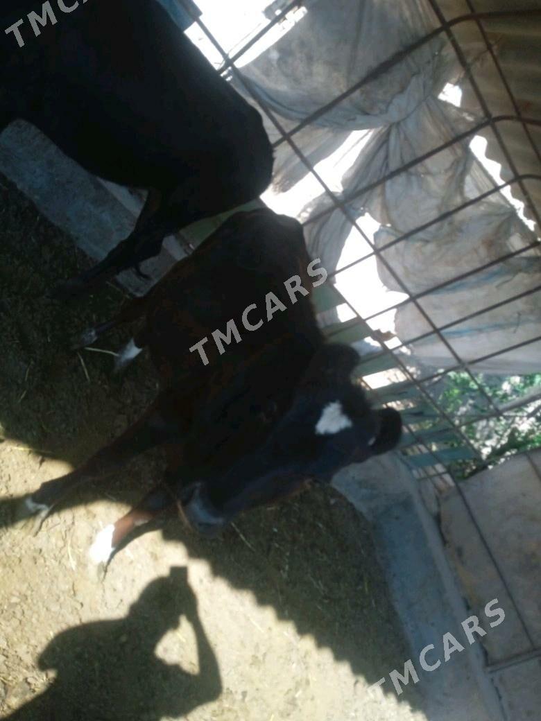 Unajynlar - Çärjew - img 3
