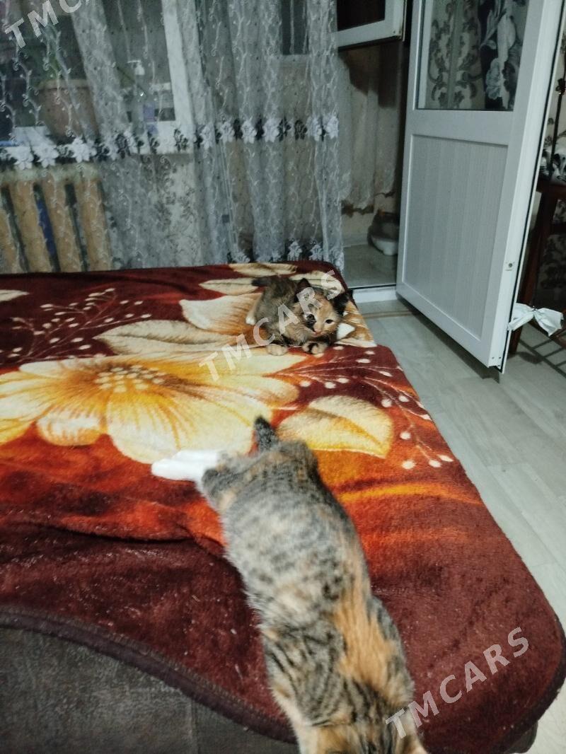 кошка 2.5 - Туркменабат - img 2