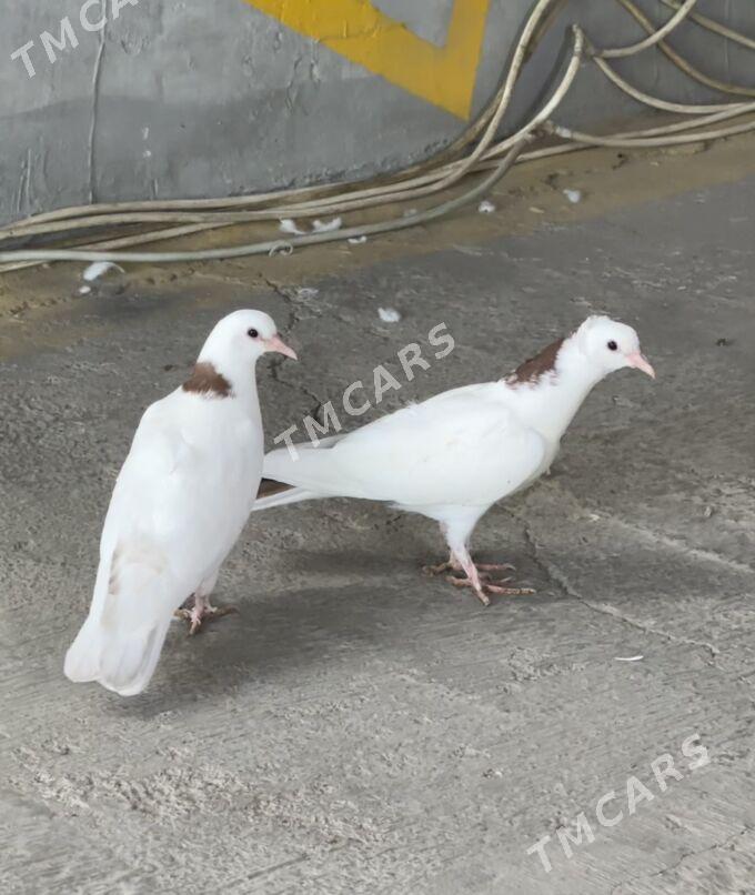 kepderi - 9 mkr - img 3