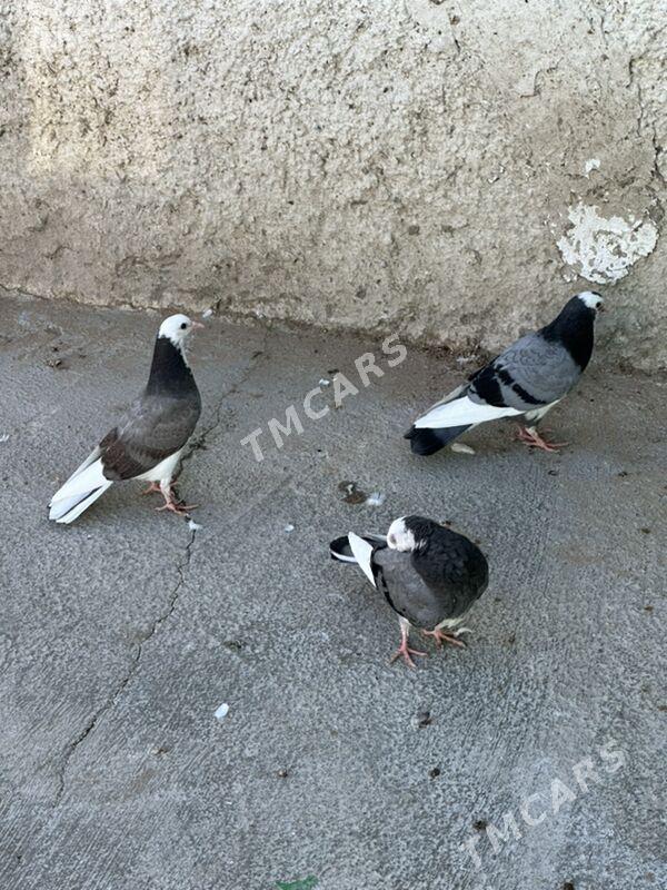 kepderi - 9 mkr - img 2