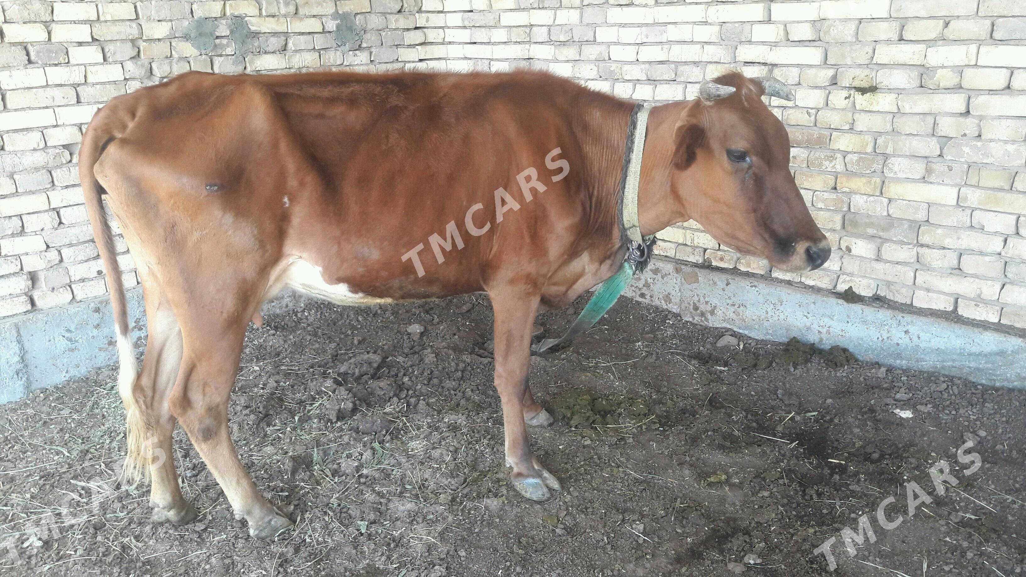 Sygyr 2 guzlan ýeke tar - Wekilbazar - img 2