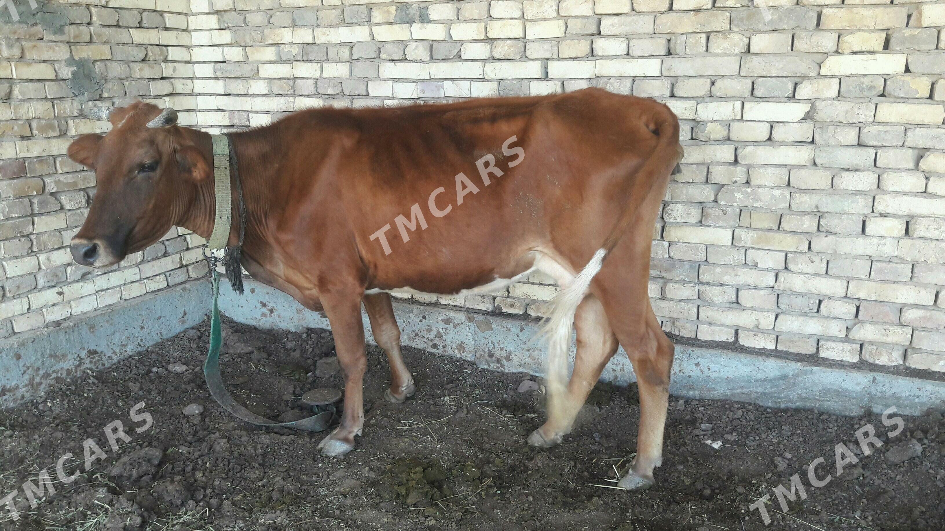 Sygyr 2 guzlan ýeke tar - Wekilbazar - img 3