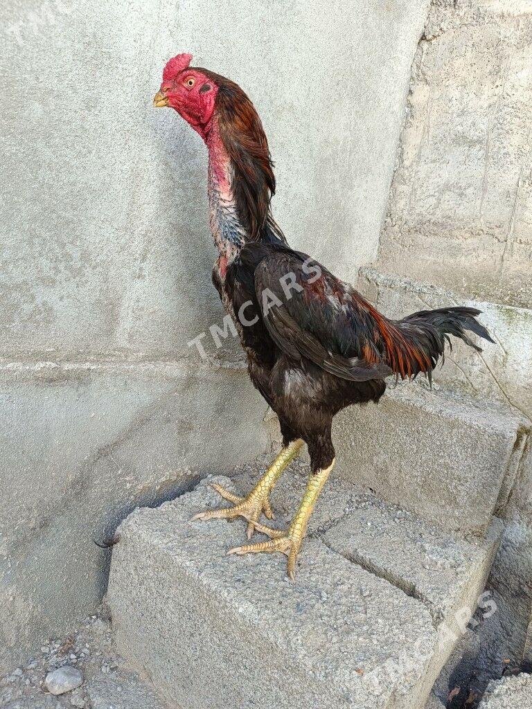 Taşkent horaz - Änew - img 2