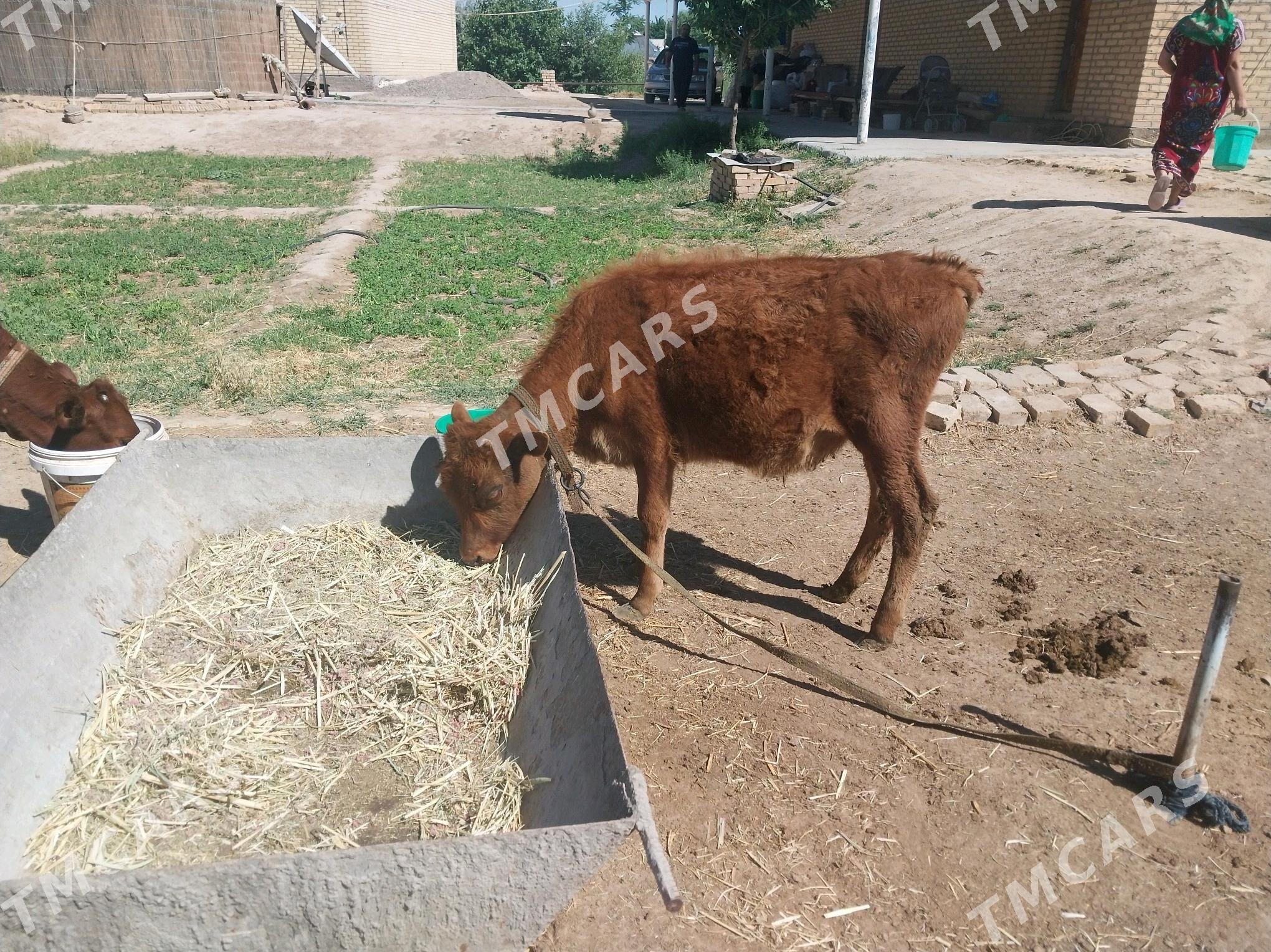 Ökuzce - Wekilbazar - img 2
