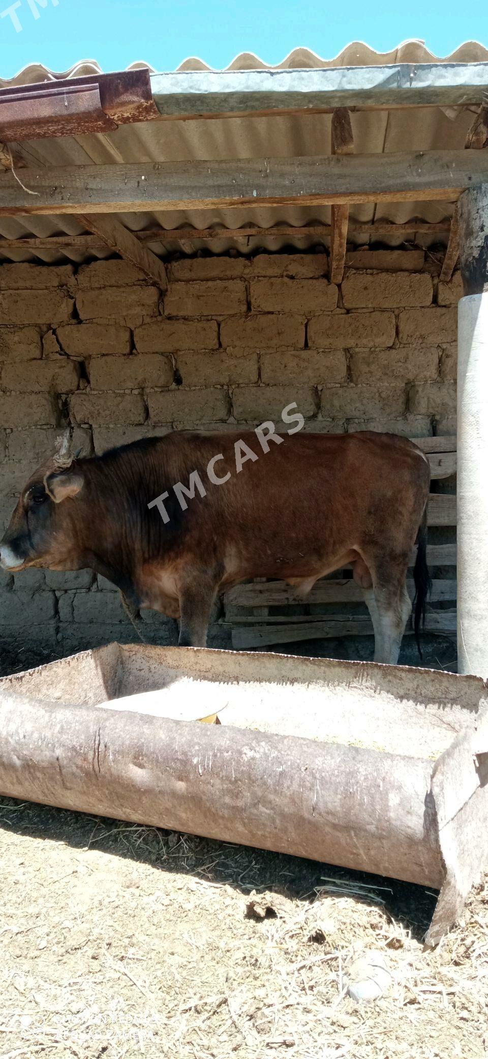 Öküz - Kaka - img 2