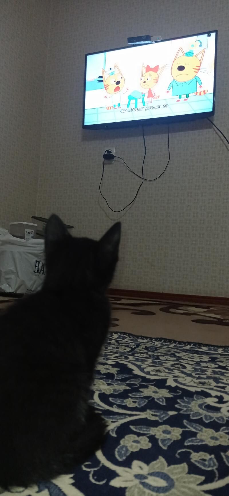 отдам котенка БЕСПЛАТНО - Türkmenbaşy - img 4