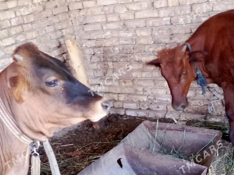 yaş gulajyn iki sany - Mary - img 4