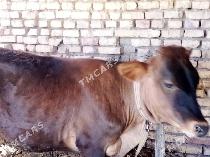 yaş gulajyn iki sany - Mary - img 3