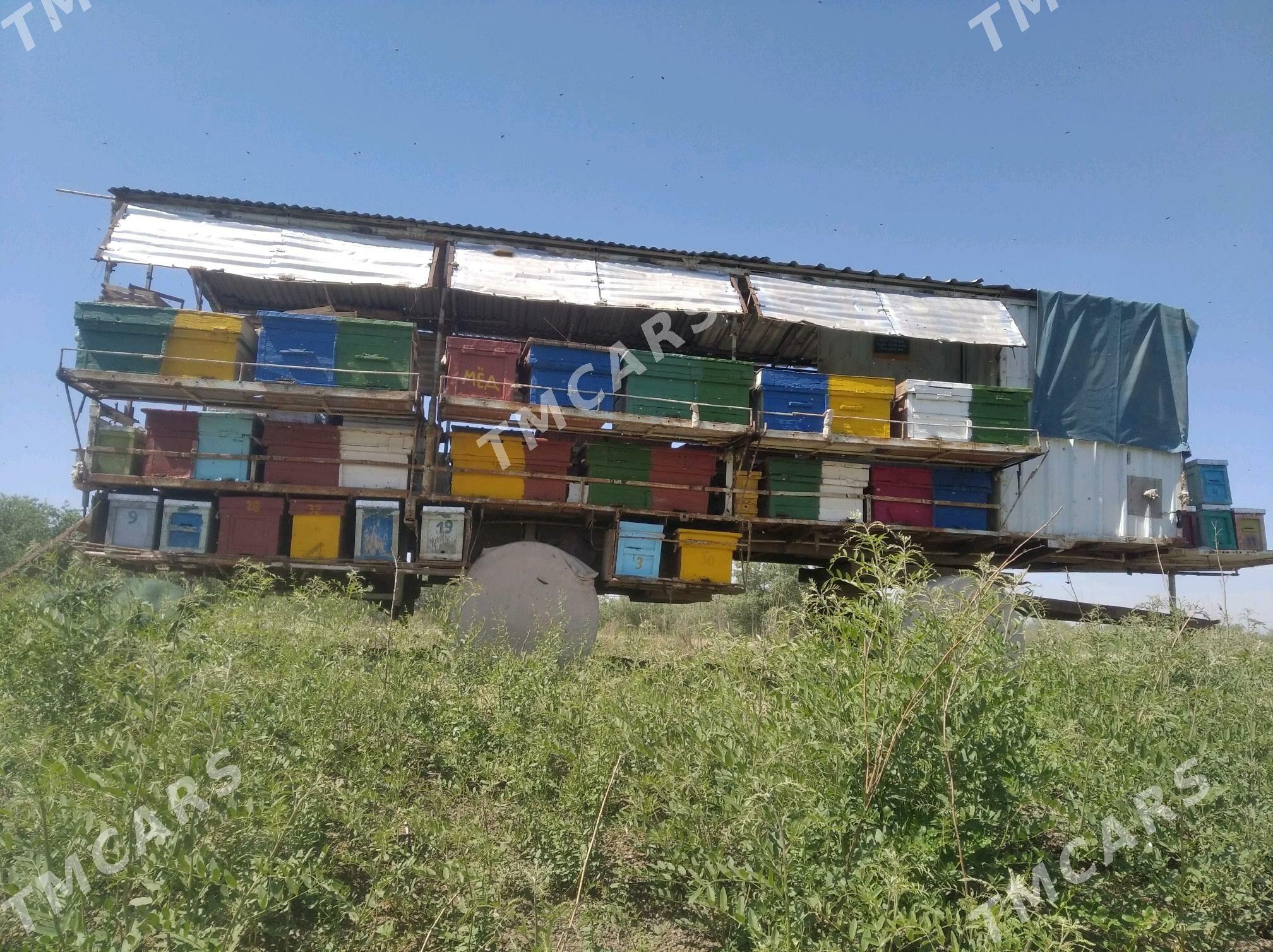 Balary prisep - Саят - img 3
