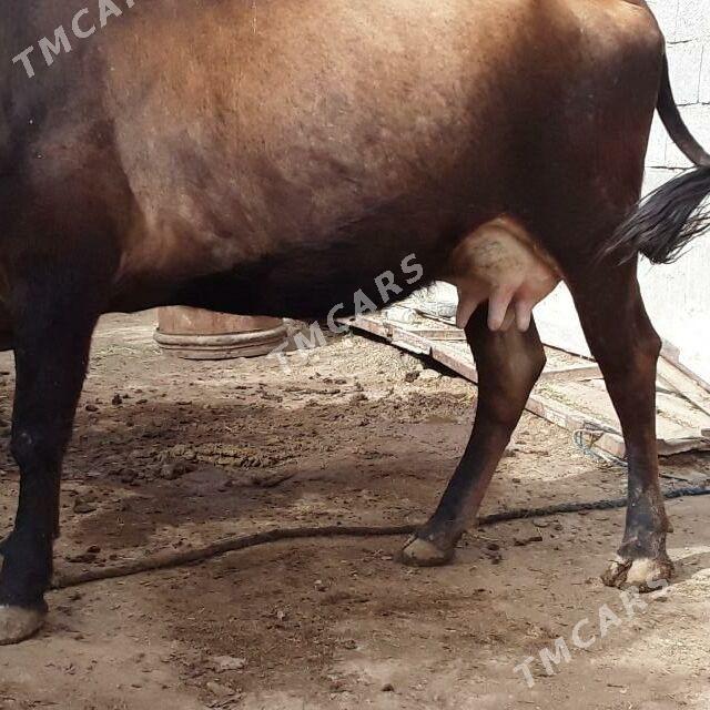 sygyr mal - Kaka - img 2