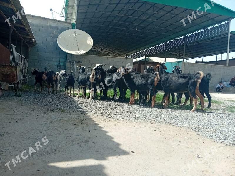 Gecıler Erkecler semız - Bäherden - img 3