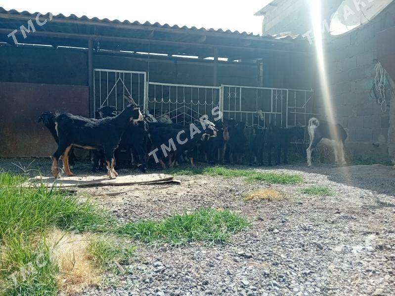 Gecıler Erkecler semız - Bäherden - img 2