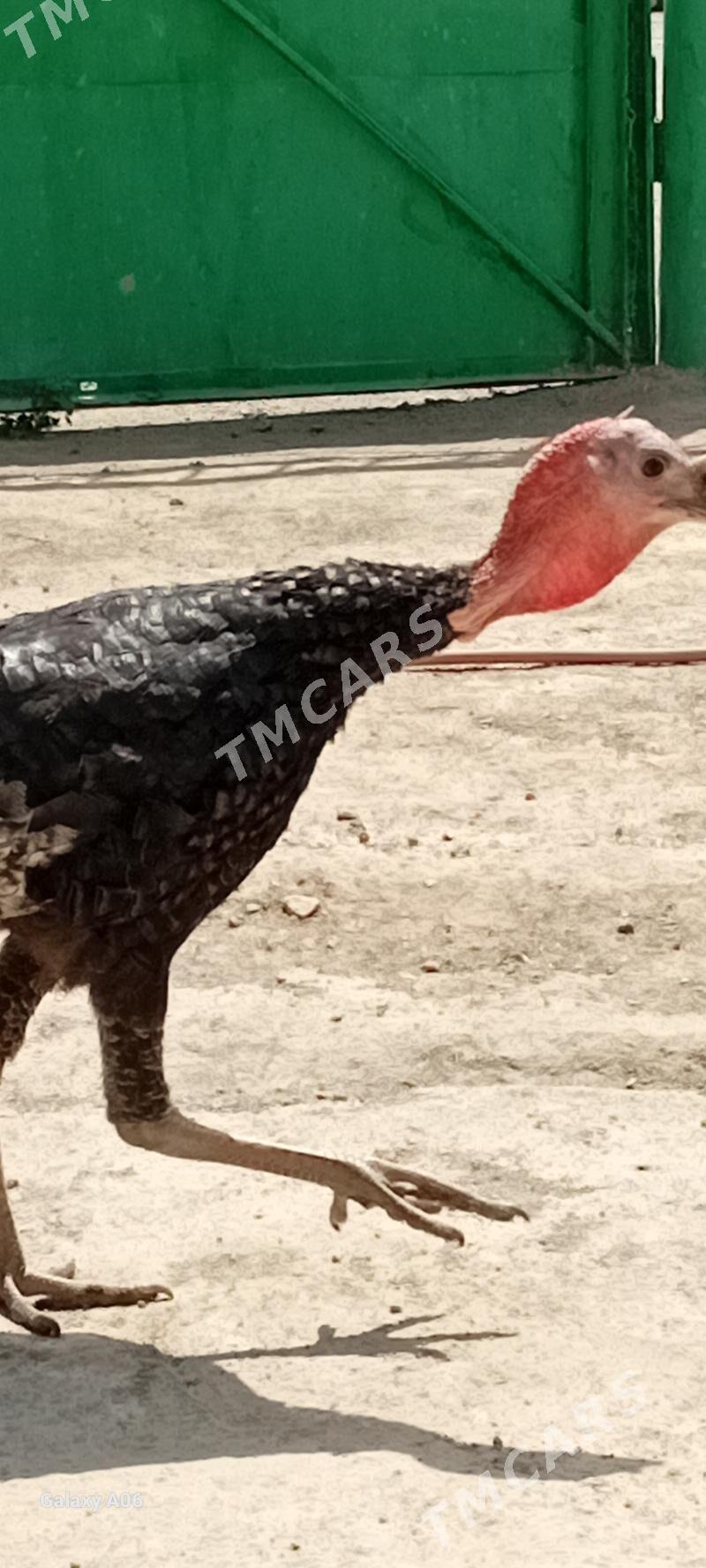 INDUK - Türkmenbaşy - img 2