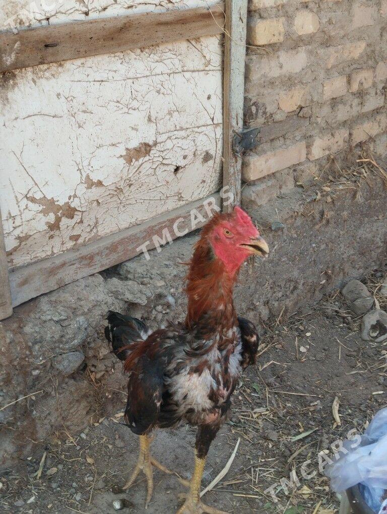 Baysow pirçe - Türkmenabat - img 2