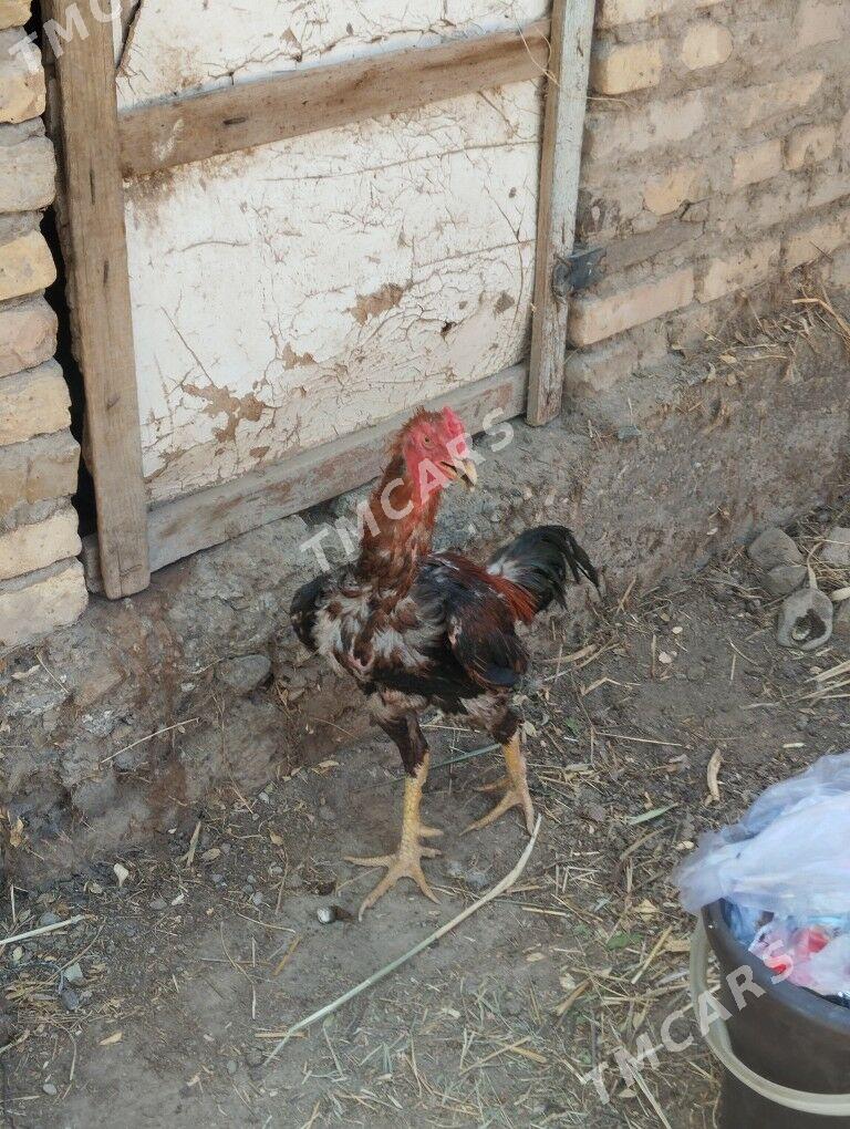 Baysow pirçe - Türkmenabat - img 3