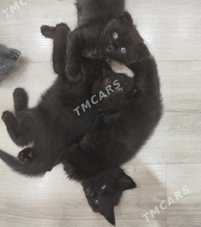 котята - Seýdi - img 3