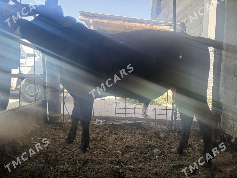swes arasss okuz 2 yasynda - Aşgabat - img 2