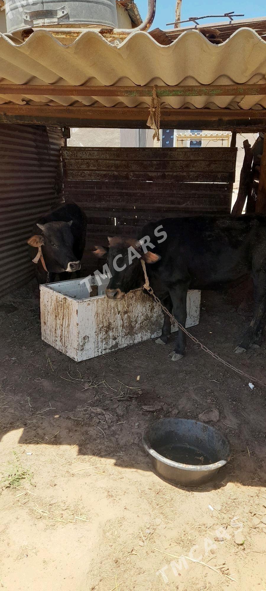 Öküzler 1.5 ýaş - Babadaýhan - img 2