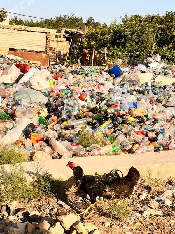 tovuklar - Daşoguz - img 2
