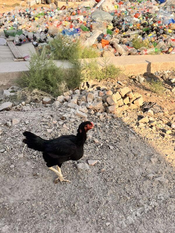 tovuklar - Daşoguz - img 3