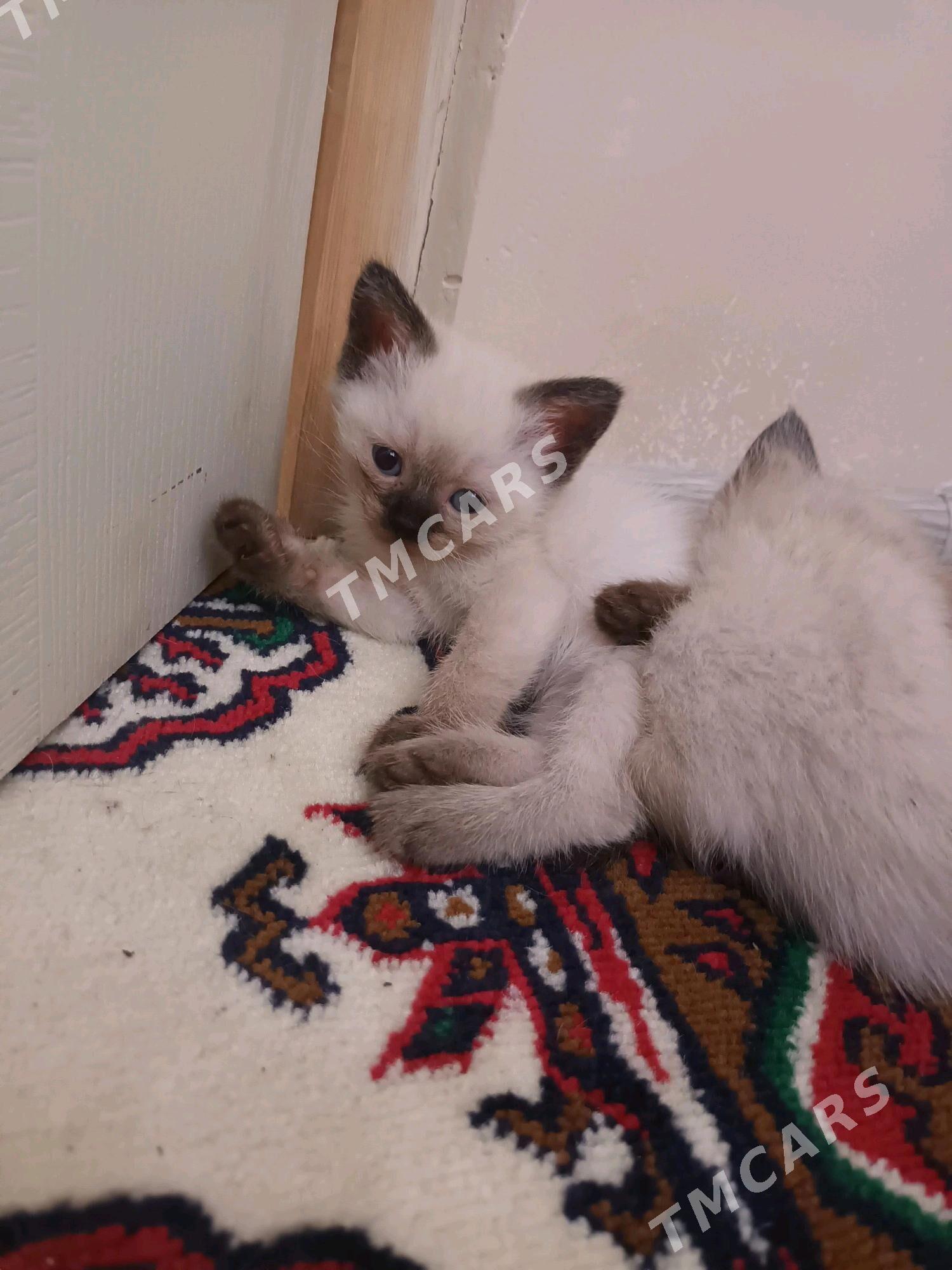 сиамский котята - Türkmenabat - img 2