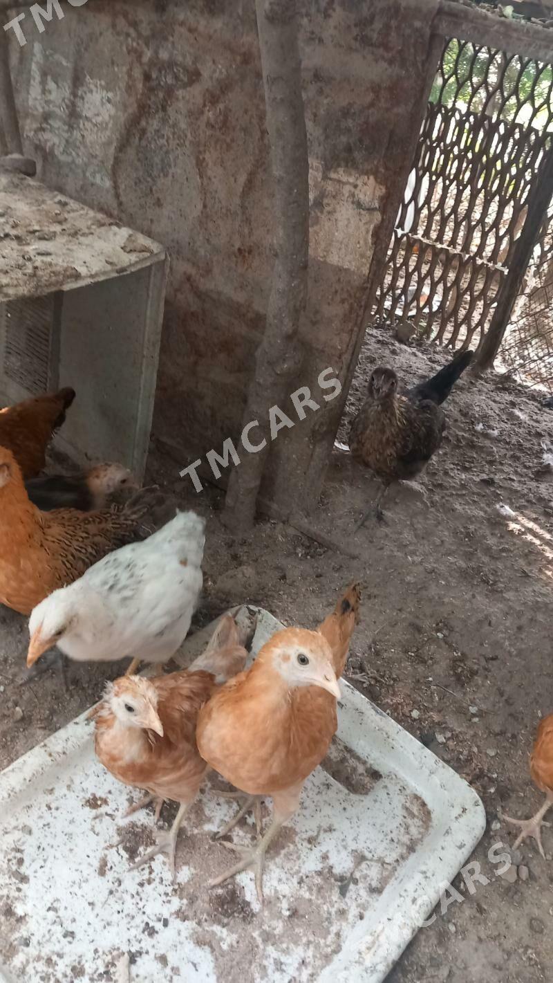 Arassa Turkmen juje - Балканабат - img 2