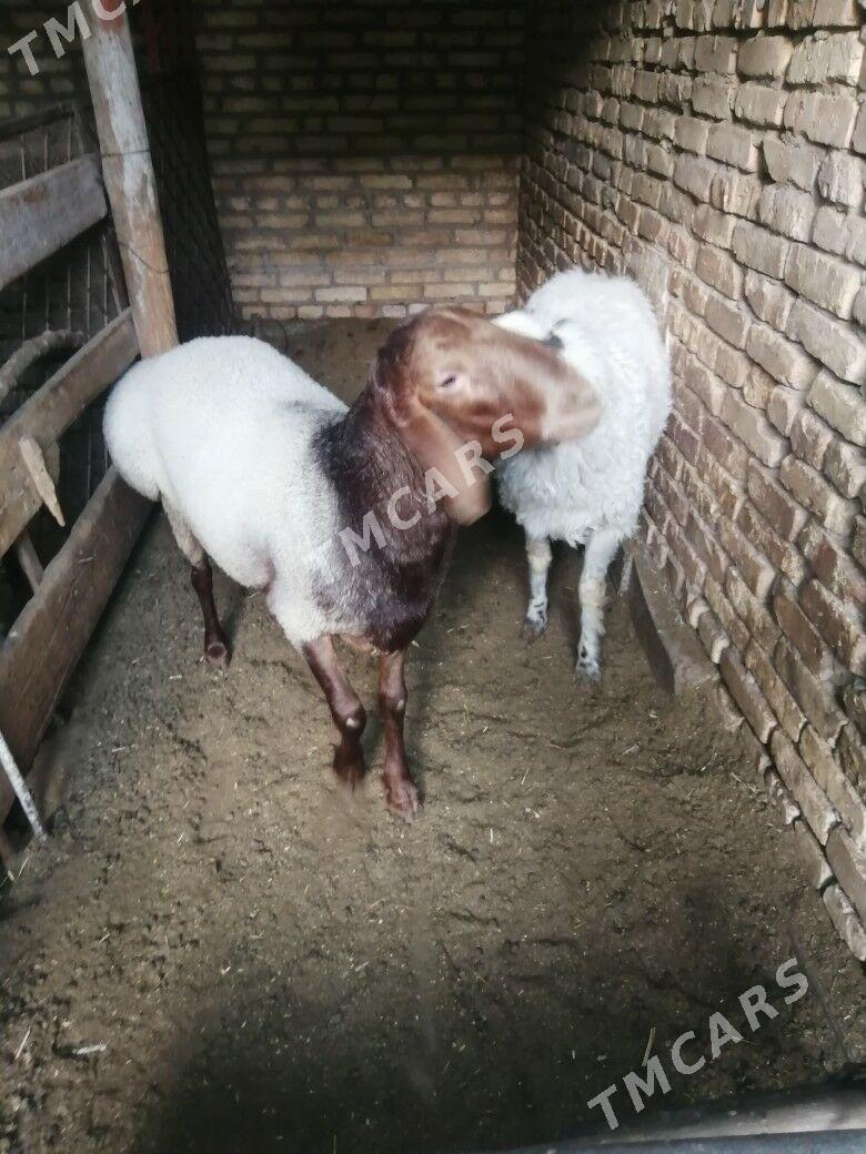 kockar - Türkmenabat - img 2
