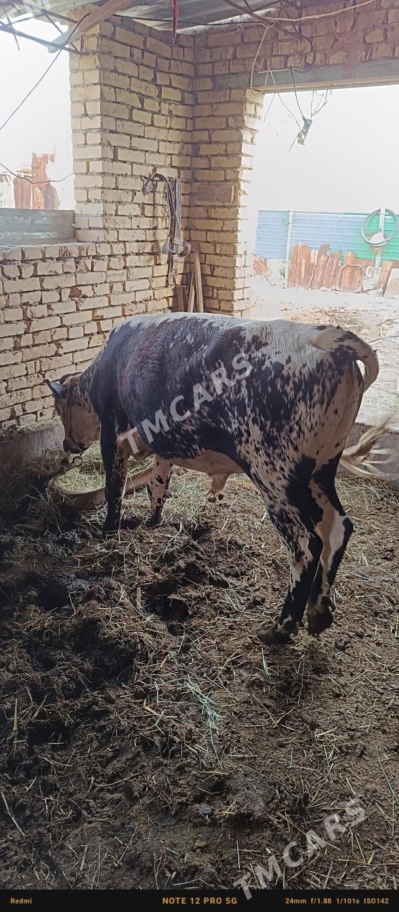 5 sany öküz - Türkmenabat - img 2