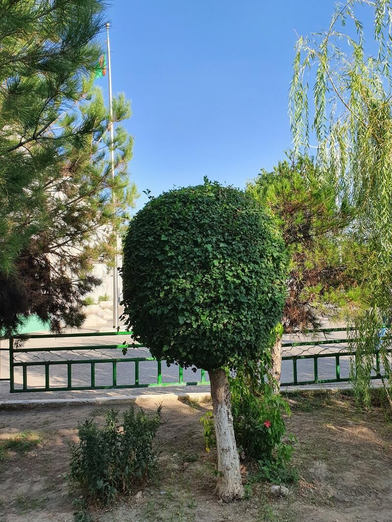 Bagbançylyk iş - Aşgabat - img 5