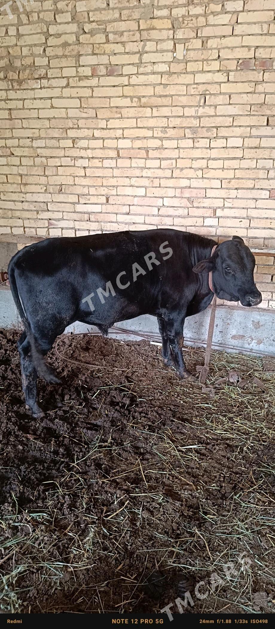 5 sany öküz - Türkmenabat - img 4